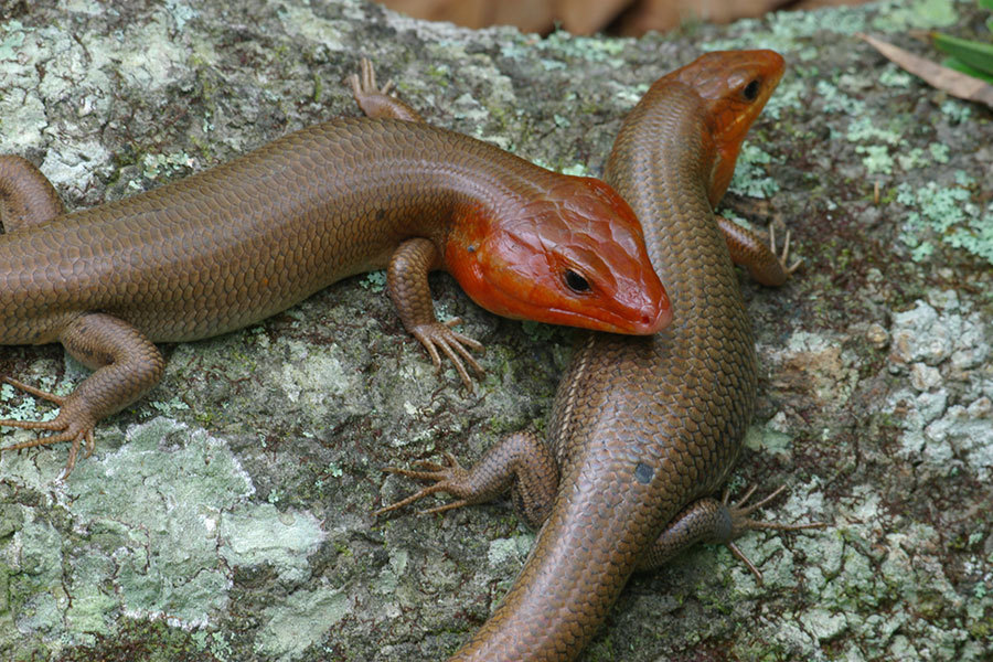 Broad Headed Skink