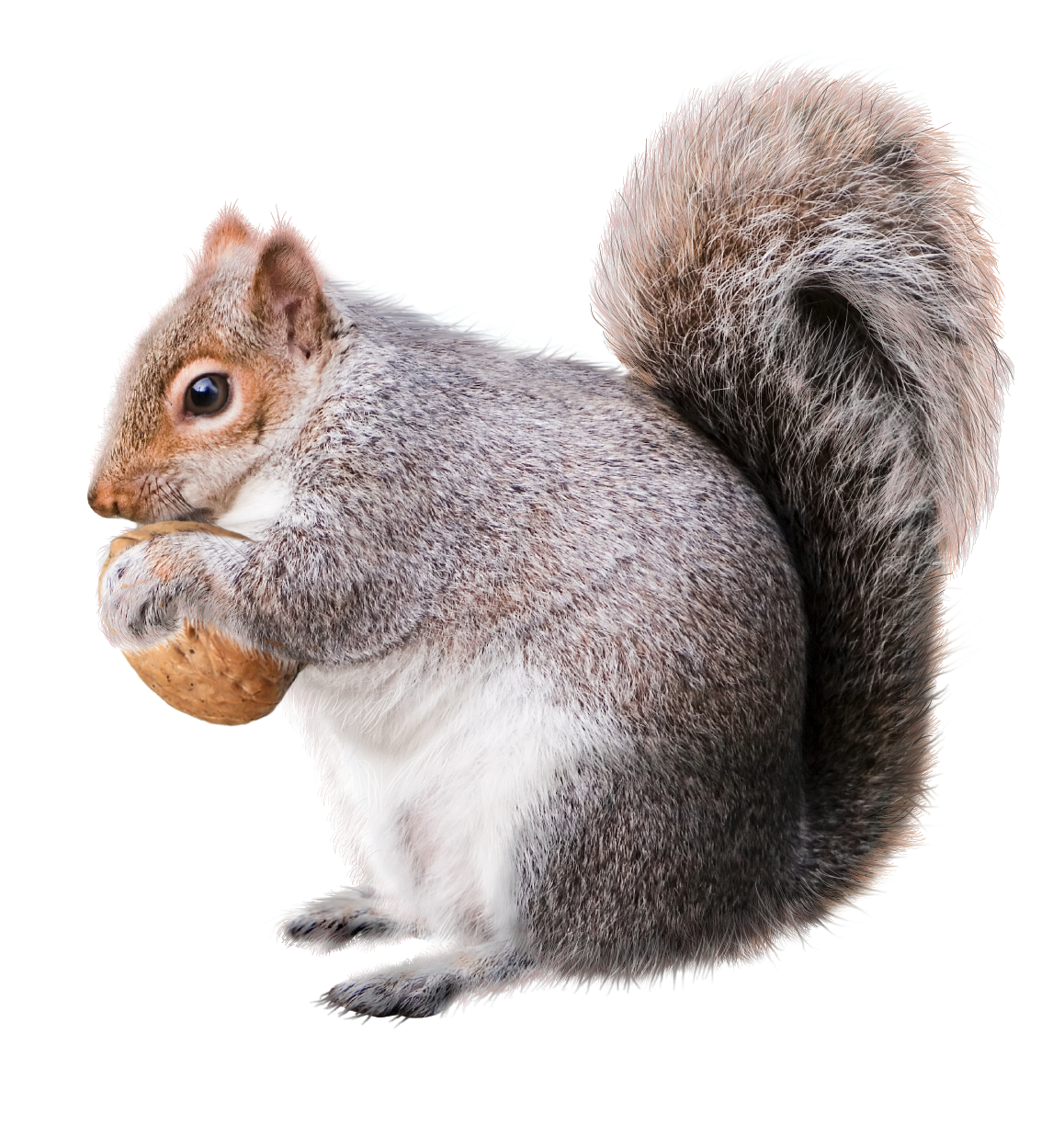 Eastern Gray Squirrel