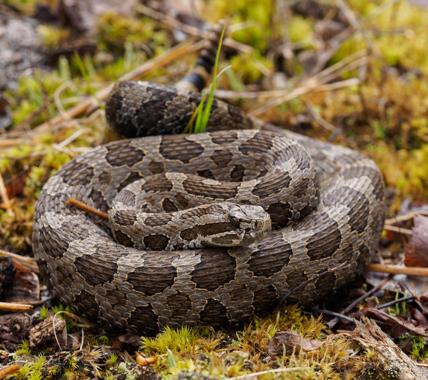 Eastern Massasauga Rattlesnake