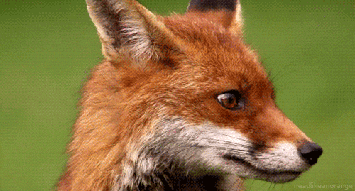 Red Fox