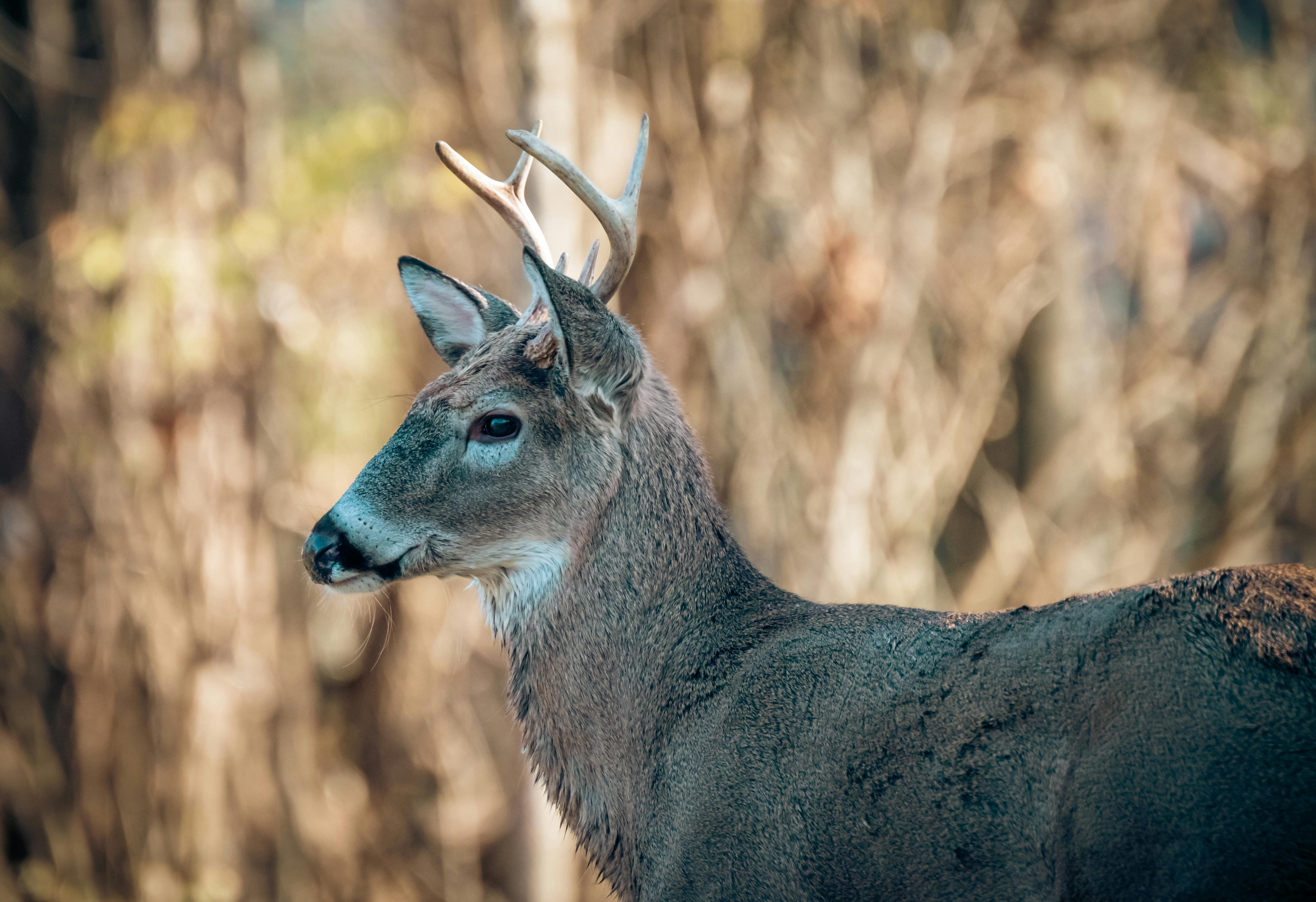White-Tailed Deer