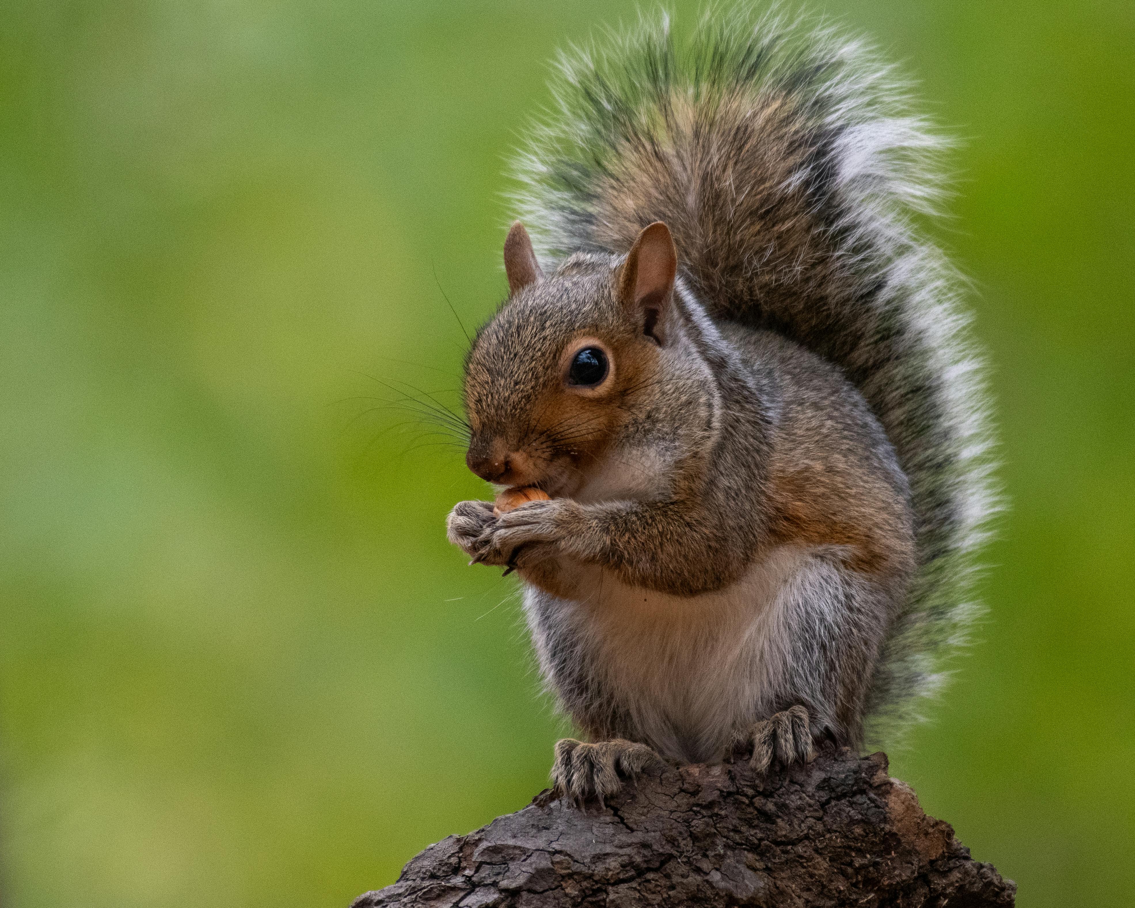 Eastern Gray Squirrel