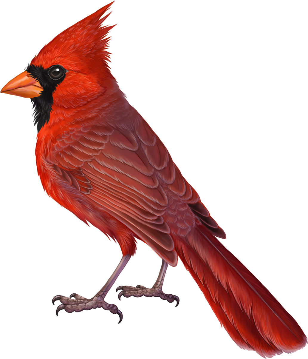 Northern Cardinal