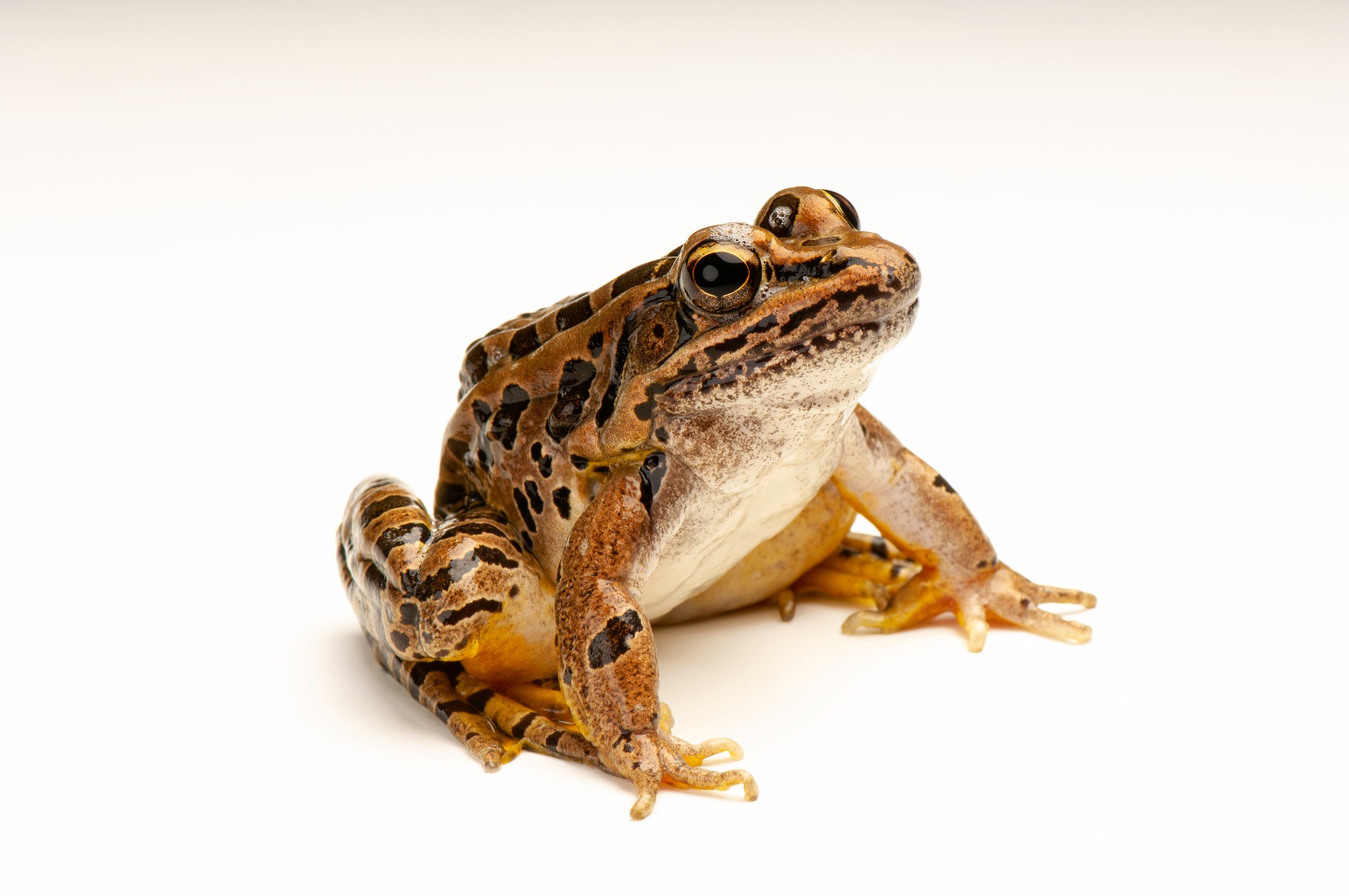 Pickerel Frog