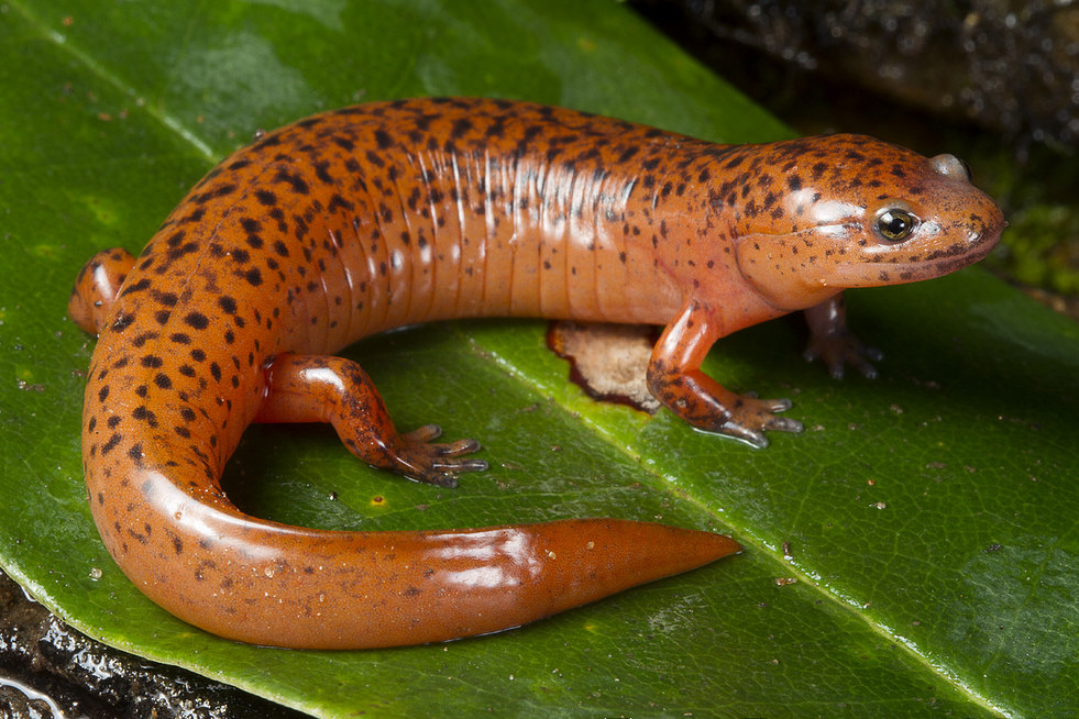 Red Salamander